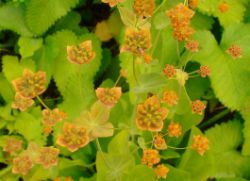 2013-08-18_Regina-F-Rau_Schachen_Blumen  (180).JPG